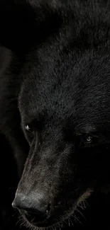 Close-up of a majestic black bear with detailed fur texture.