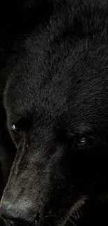 Close-up of a black bear face in stunning detail.