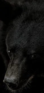 Close-up of a majestic black bear's face.