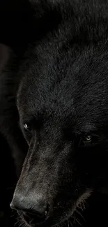 Close-up of a majestic black bear portrait on a dark background.