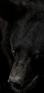 Close-up of a majestic black bear in natural lighting.