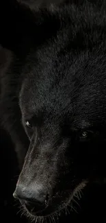 Close-up portrait of a majestic black bear, highlighting its detailed fur.