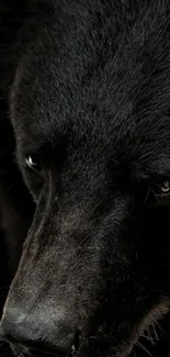 Close-up of a majestic black bear against a dark background for mobile wallpaper.