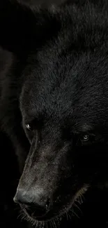 Close-up of a majestic black bear in a serene pose.