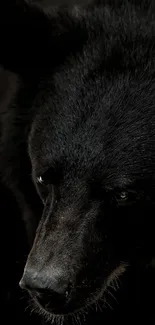 Black bear with glossy fur and intense gaze in a dark setting.