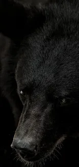 Close-up of a majestic black bear in a dark background.