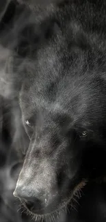 Close-up of a majestic black bear in natural light.