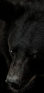 Close-up of a majestic black bear's face in stunning focus.