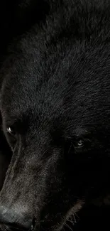 Elegant black bear close-up mobile wallpaper.