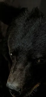 Close-up of a majestic black bear with deep fur texture.