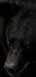 Close-up of a majestic black bear, perfect for a mobile wallpaper.