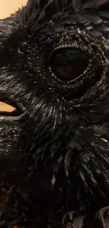Close-up of a majestic black bird with detailed feathers.