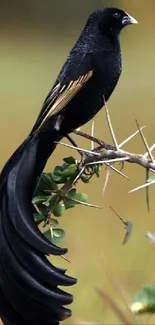 Elegant black bird with long tail perched on a thorny branch.