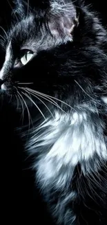 Black and white cat with striking gaze on dark background.