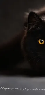 Black cat with yellow eyes on dark background