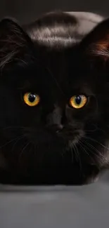 Black cat with golden eyes on a dark background, elegant and mysterious.