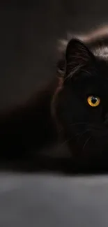 Majestic black cat with bright yellow eyes in shadowy darkness.