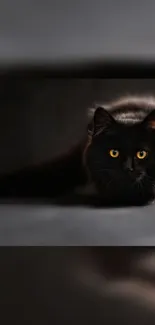 Majestic black cat with yellow eyes in a dark background.