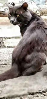 Majestic black cat looking back at the camera on a stone path.