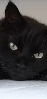 Close-up of a black cat with piercing eyes, lying down.