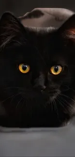 Close-up of a black cat with vibrant yellow eyes in a dark setting.