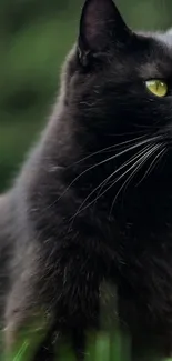 Majestic black cat with sharp green eyes in a nature setting wallpaper.