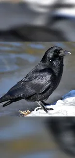 Black crow perched by water in nature.