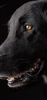 Close-up side profile of black dog against a dark background.