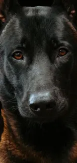 Close-up of a majestic black dog with deep brown eyes, perfect as mobile wallpaper.