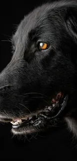 Majestic black dog portrait on a dark background, detailed and captivating.