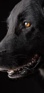 Profile view of a majestic black dog with piercing eyes against a dark background.