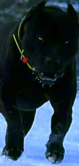 Black dog running through snowy landscape.