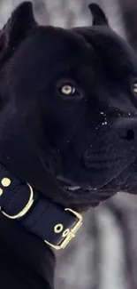 Black dog with intense gaze in snow with collar.