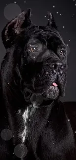 Majestic black dog portrait wallpaper for mobile.