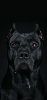 Majestic black dog portrait wallpaper with dark background.