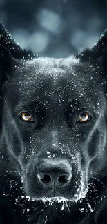 Majestic black dog with snow-dusted fur.