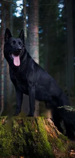 Majestic black dog standing on a mossy tree stump in a lush forest setting.