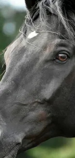 Close-up portrait of a majestic black horse.