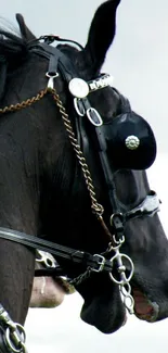 Majestic black horse with harness against cloudy sky.