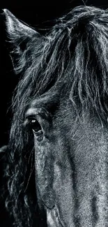 Close-up of a horse in black and white with a detailed eye focus.