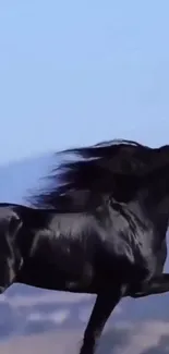 Majestic black horse running under a clear blue sky.