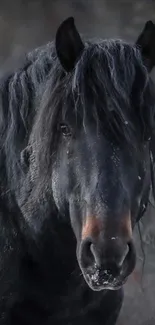 Majestic black horse with wild mane in natural setting.