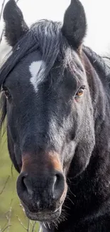 Close-up of a black horse with white star in a natural setting, perfect for wallpapers.