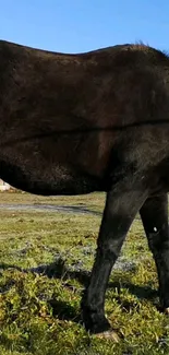 Majestic black horse on green grass under blue sky.