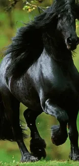 Black horse running on lush green field, showcasing wild beauty.