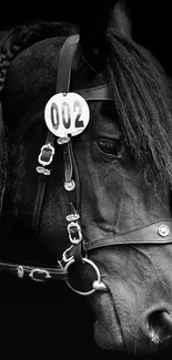 Black horse portrait on black background, elegant and detailed.