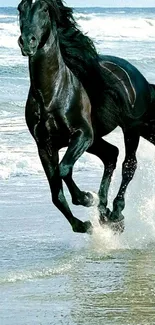 Black horse gallops by the ocean waves.