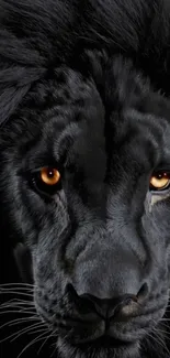 Close-up of a majestic black lion with striking orange eyes.