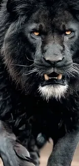 Majestic black lion with intense gaze in striking wallpaper.