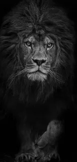 Majestic black lion in striking pose on dark background wallpaper.